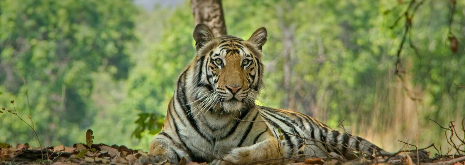 Bengal Tiger in Kanha National Park, Madhya Pradesh